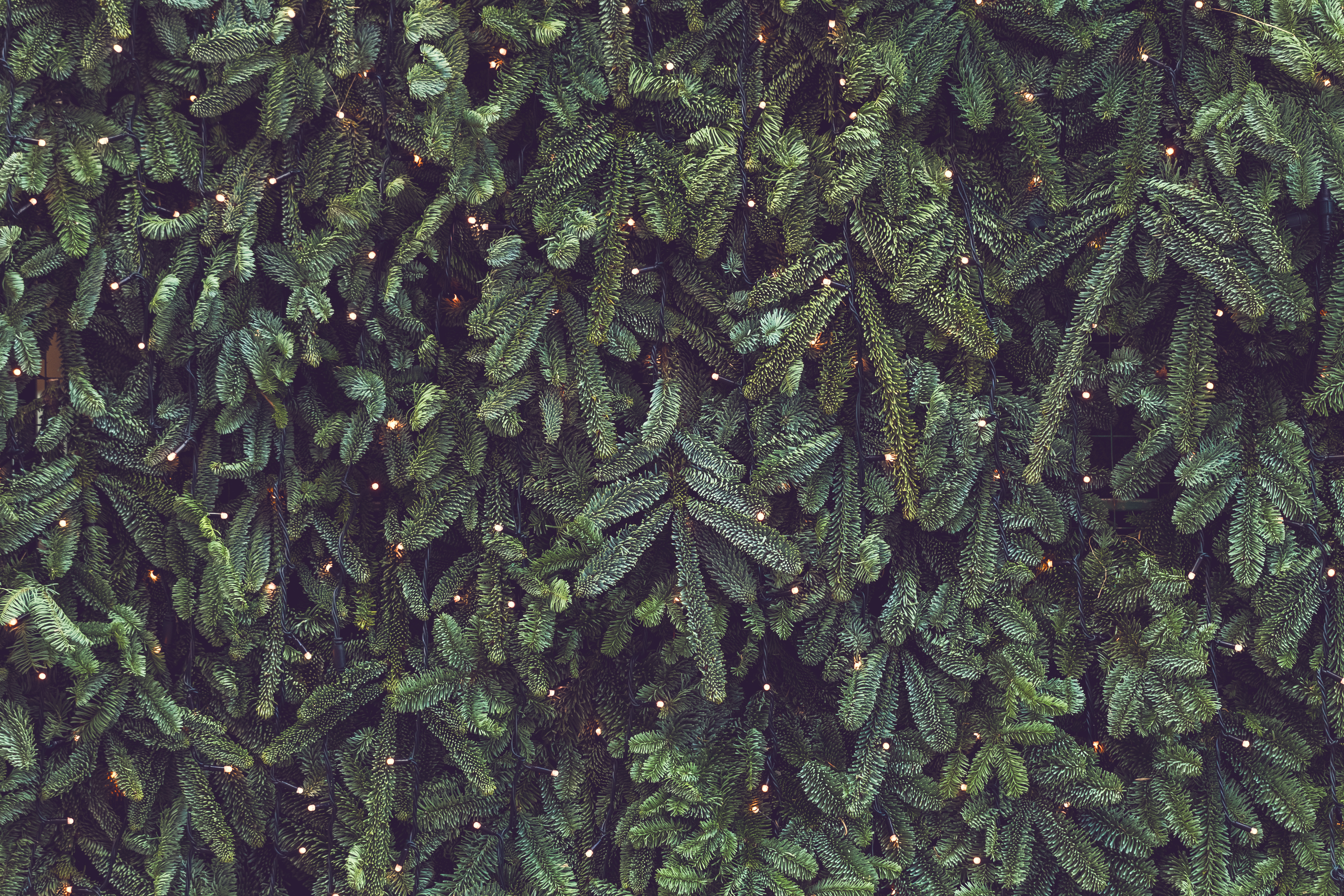 Texture of wall decorated with garlands and green pine fir branches, Christmas decorations background